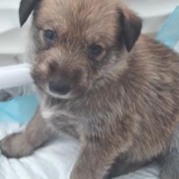 Berger Picard Puppies from Touche Rose