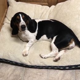 June - Basset Hound