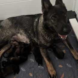 German Shepherd puppies from Lori's German Shepherds