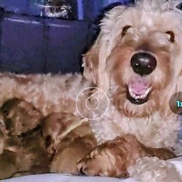 Goldendoodles from A&B Happybreeds