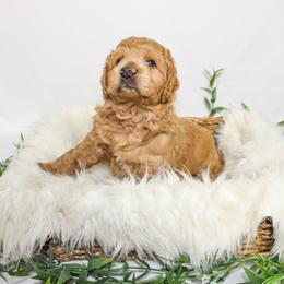 Australian Mountain Doodle, Bernedoodle, and Goldendoodle Puppies from Wynterwood Doodles