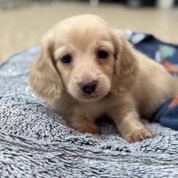 Dachshund and French Bulldog Puppies from Country Bumpkins