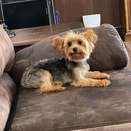 Willow - Yorkshire Terrier