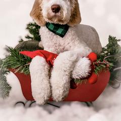 Labradoodle and Saint Berdoodle Puppies from ProAct Canines