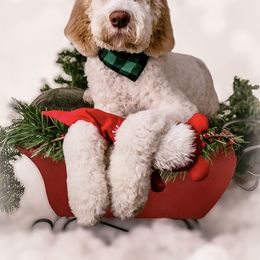Labradoodle and Saint Berdoodle Puppies from ProAct Canines