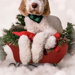 Labradoodle and Saint Berdoodle Puppies from ProAct Canines