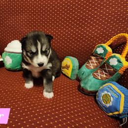 Amber - Agouti and white female Siberian Husky puppy in Louisville, Kentucky from Xavier's Home for Gifted Huskies