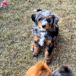 Green Collar Male - Merle male Double Doodle puppy in Killeen, Texas from Parrish Precious Ones Texas