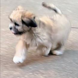 Dino - Brown male Lhasa Apso puppy in Fort Worth, Texas from Cynthia's Lhasa Apsos