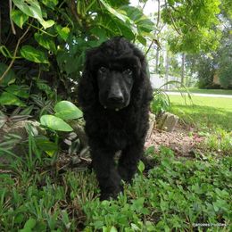Poodle Puppies from Ramzees Poodles