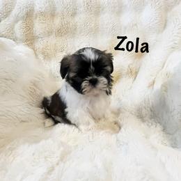 AKC Zola - Red and white female Shih Tzu puppy in Greenville, South Carolina from Babyface Shih Tzu