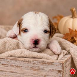 Everly - Parti female Goldendoodle puppy in Hendersonville, Tennessee from Ben's Best Buddy Goldendoodles