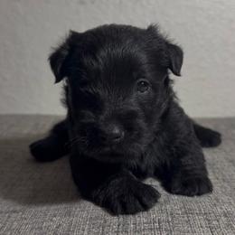 Dahlia - Black female Scottish Terrier puppy in Victorville, California from Santas Scotties