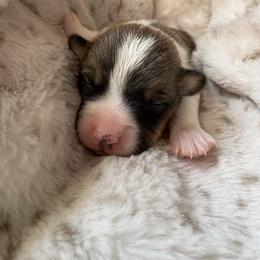 River - Sable male Pembroke Welsh Corgi puppy in Springfield, Missouri from Taylor