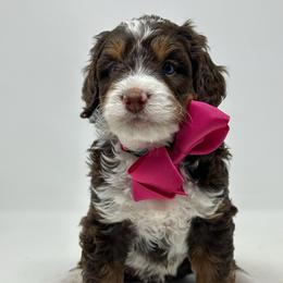 Astrid - Tri-color female Bernedoodle puppy in Florence, South Carolina from Candy Doodles