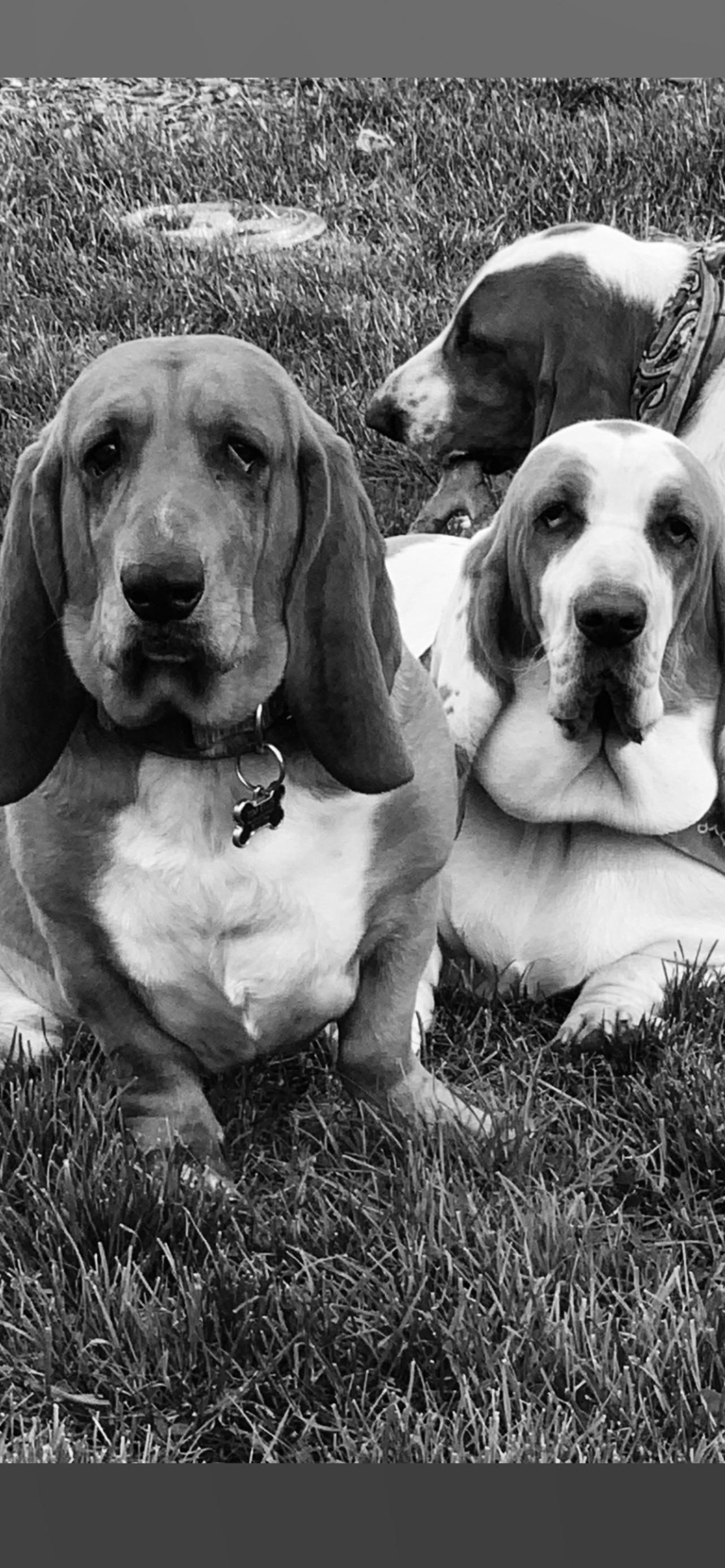 Ellis House of Bassetts in New York | Basset Hound puppies | Good Dog