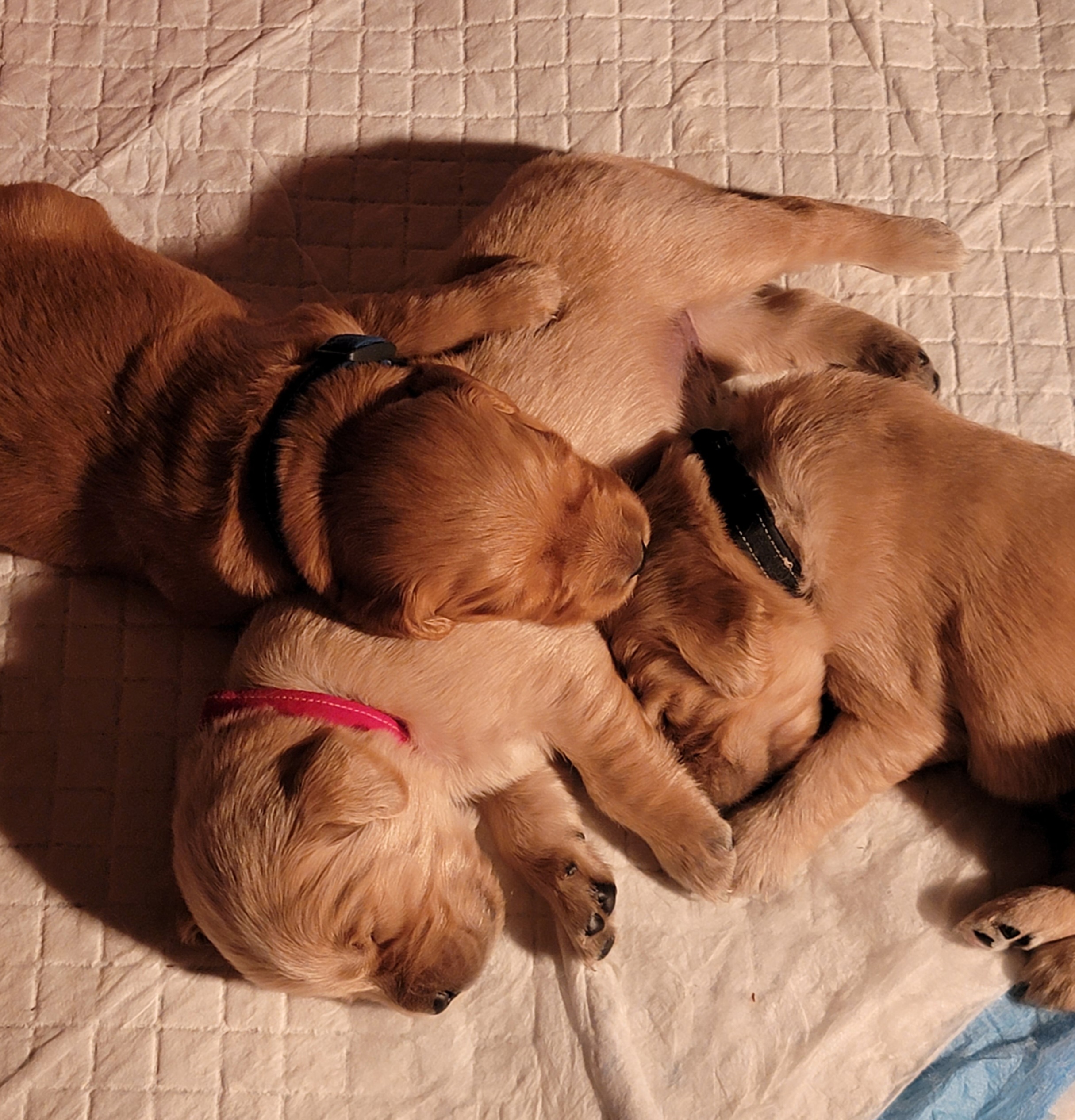 Golden Retriever Puppies from JK Goldens