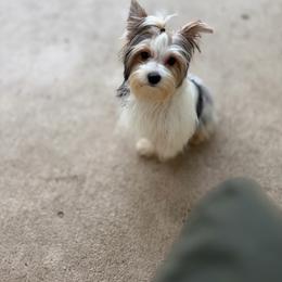 Lulú - Parti female Yorkshire Terrier puppy in Orlando, Florida from Everyonelovesyorkies