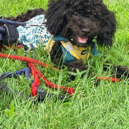 Faith - Black & white female Maltipoo puppy in Mahwah, New Jersey from Awwws-n-Pawws