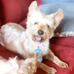 Jax - Yorkshire Terrier
