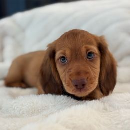 Rev - Red male Dachshund puppy in La Marque, Texas from For the Love of Doxens