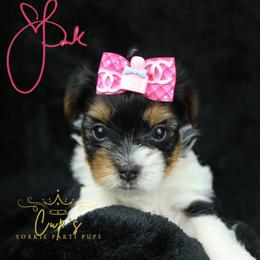 PiNK - Parti female Yorkshire Terrier puppy in Cabot, Arkansas from Cup's Yorkie Parti Pups