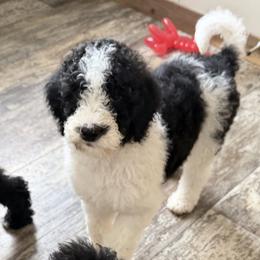 Rudolf - Parti male Goldendoodle puppy in Indian Mound, Tennessee from Dana Walters