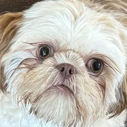 Gia - Shih Tzu