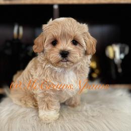 Cavapoo, Maltipoo, and Poodle Puppies from McCraws N Paws