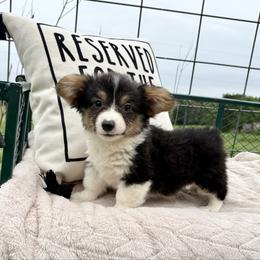 Full fluffy Easy - Black and white male American Corgi puppy in Decatur, Texas from Bar S Corgis