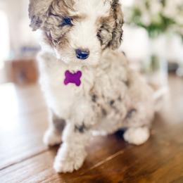 Bernedoodle and Whoodle Puppies from Fleury Farm Doodles NC