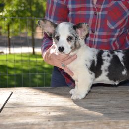 Misty - Cardigan Welsh Corgi