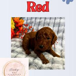 Red - Red  male Poodle puppy in Lima, Ohio from Buckeye Red Standard Poodles