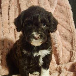 Darling - Brown and white female Portuguese Water Dog puppy in Narvon, Pennsylvania from Prized Family Porties