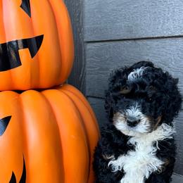 Timber - Tri-color male Bernedoodle puppy in Horseshoe Bend, Idaho from Over the Moon Poodles and Doodles