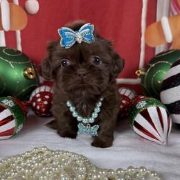 Tesla - Chocolate female Shih Tzu puppy in Columbia, Kentucky from Lisa Bandy Shih Tzu