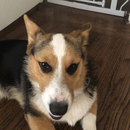 Boba - Pembroke Welsh Corgi