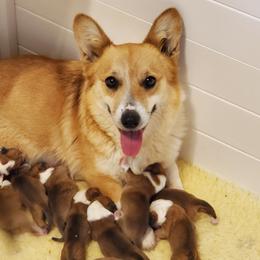 Pembroke Welsh Corgis from Highbrow Corgis