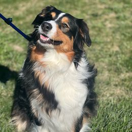 Daisy - Australian Shepherd