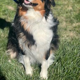 Daisy - Australian Shepherd