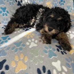 Pink-Mini - Phantom female Goldendoodle puppy in Millville, New Jersey from Michelle's Doodles
