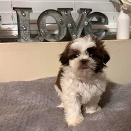 Charlie - Liver male Shih Tzu puppy in Tennessee from Cutshall Babies
