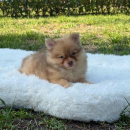Autumn Hazel - Chocolate female Pomeranian puppy in North Naples, Florida from Moon Ranch Puppies