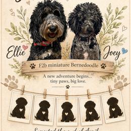 Bernedoodle puppies from Gaston’s Posh Poodles and Doodles
