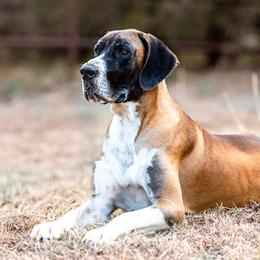 Aster - Great Dane