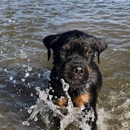 Rottweilers from Oz Rottweilers