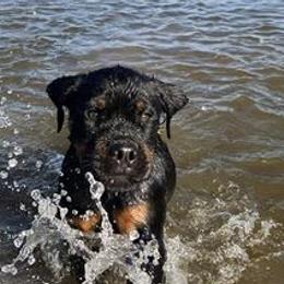 Rottweilers from Oz Rottweilers