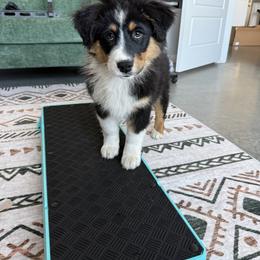 Australian Shepherd Puppies from Heritage Australian Shepherds