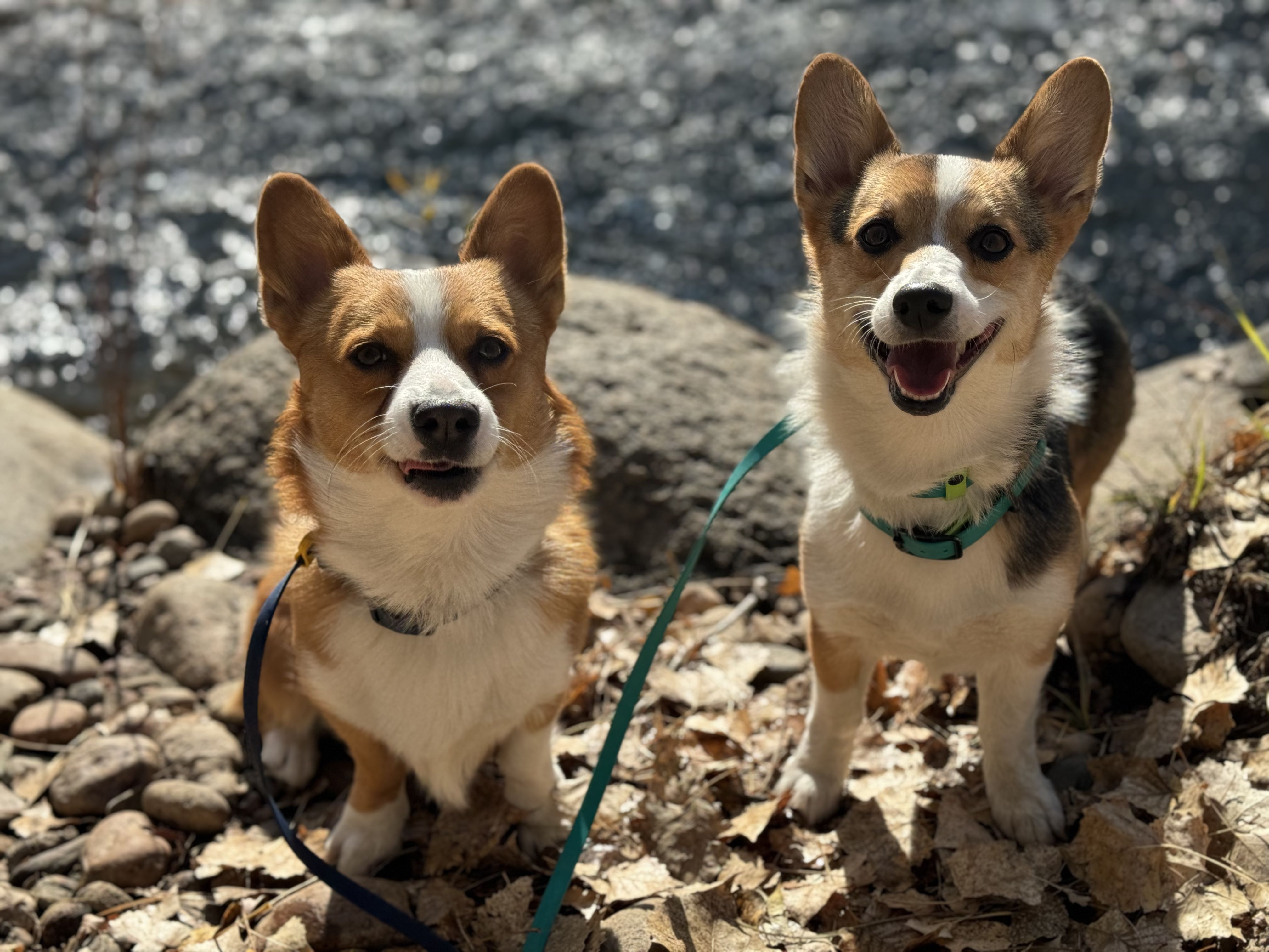 C & C Colorado Corgis in Colorado | Pembroke Welsh Corgi puppies | Good Dog