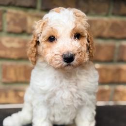 Tilly - Parti female Goldendoodle puppy in Macclenny, Florida from Baker County Goldendoodles